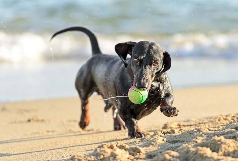 Cha Cha's Doggie Daycare image 1