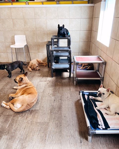 Cha Cha's Doggie Daycare image 2