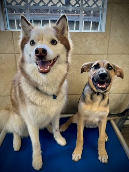 Cha Cha's Doggie Daycare image 3