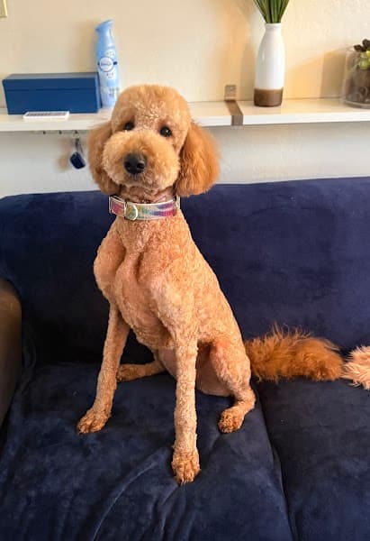 Cha Cha's Doggie Daycare image 4