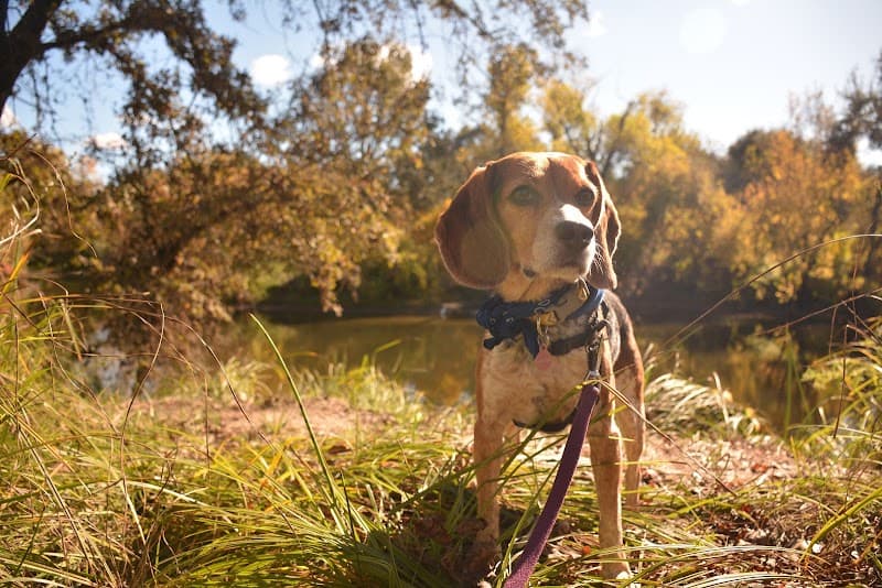 Midtown Mutts image 1