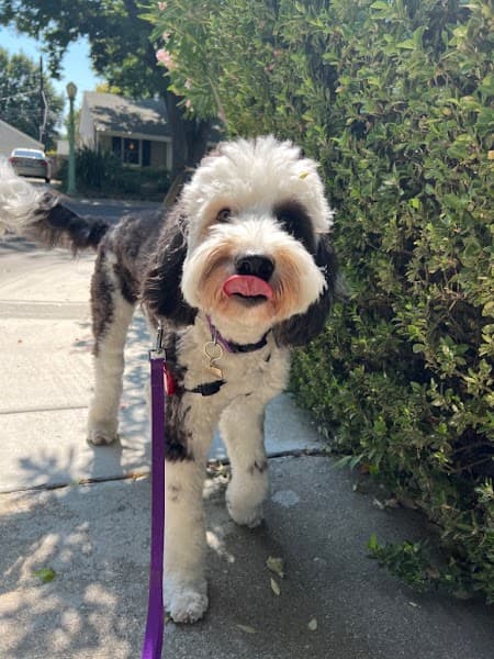 Midtown Mutts image 2