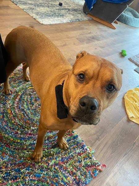 Midtown Mutts image 4