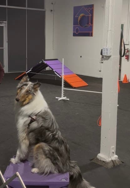 Midtown Mutts image 5