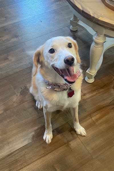 Amy's Pet Grooming image 2