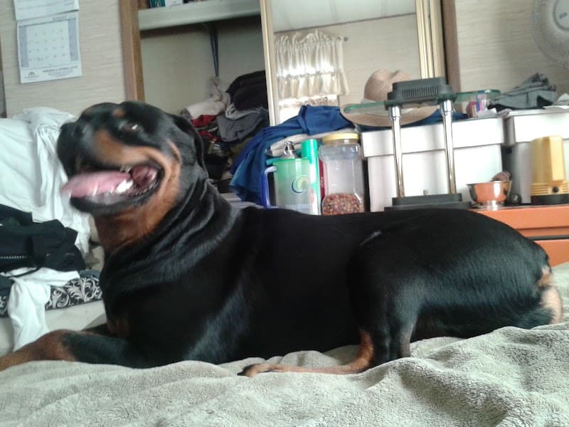 Amy's Pet Grooming image 3