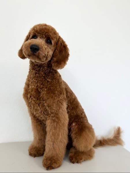 Paw Wow Grooming image 1