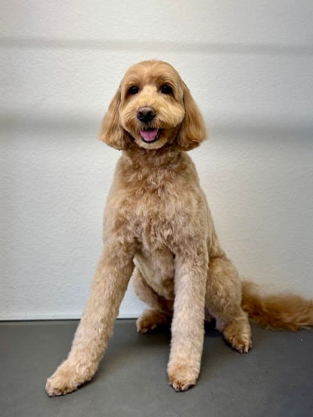 Paw Wow Grooming image 2