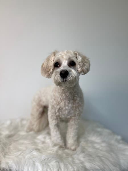 Paw Wow Grooming image 3