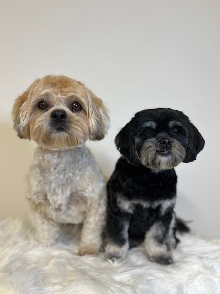 Paw Wow Grooming image 4