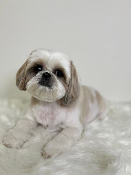 Paw Wow Grooming image 5