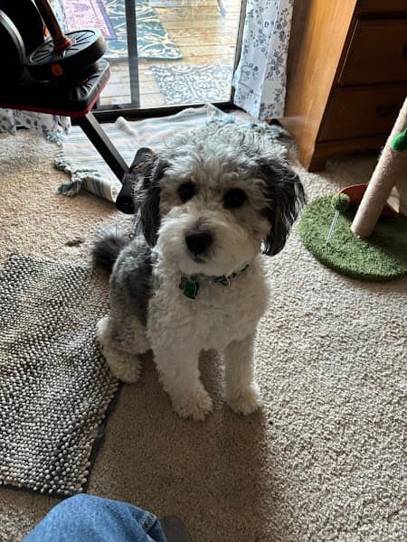 Georgetown Pet Grooming image 2