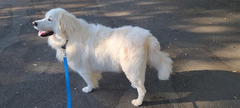 Georgetown Pet Grooming image 3