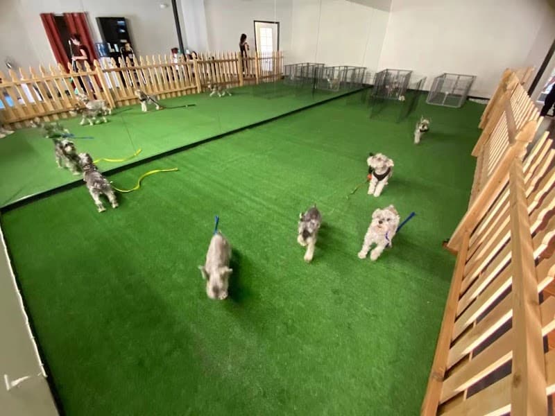 Lucky Dog Grooming & Day Care image 1