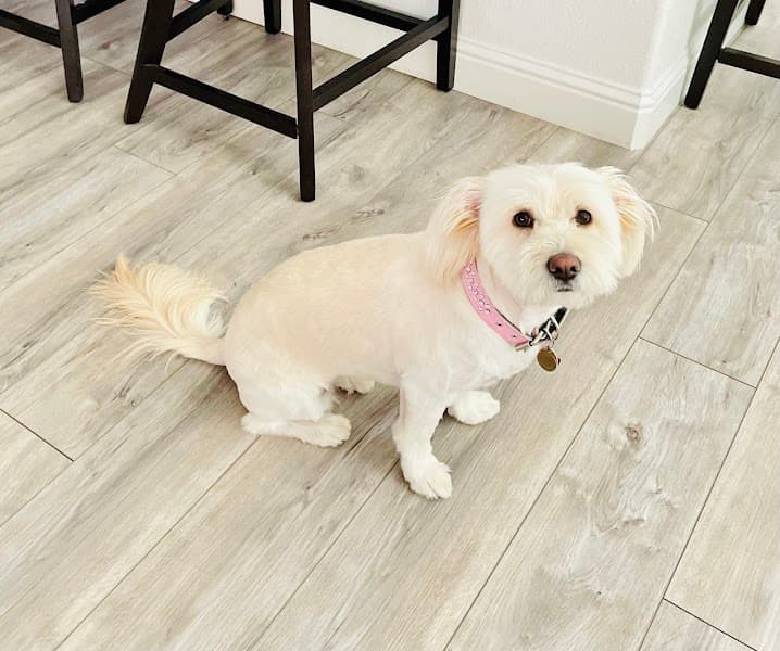 Lucky Dog Grooming & Day Care image 2