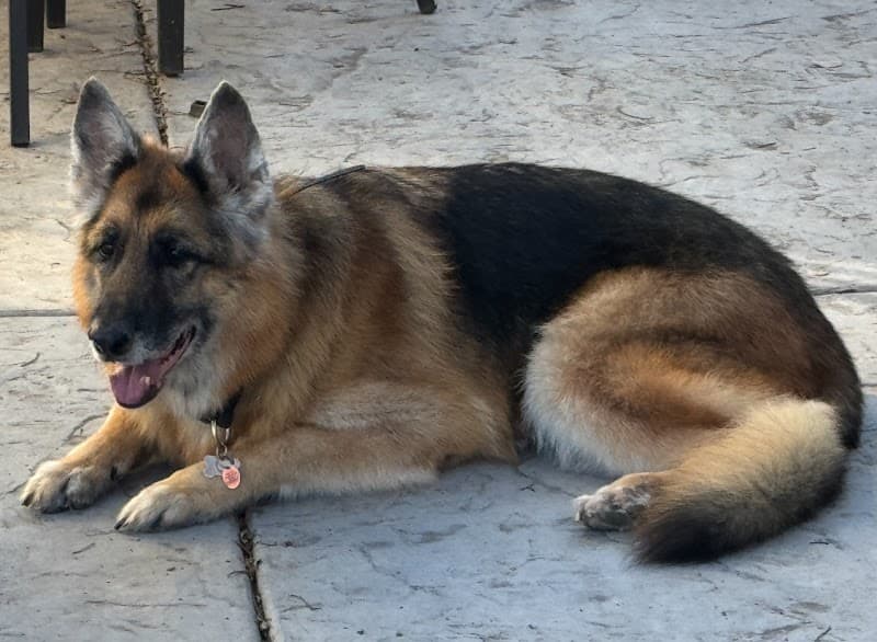 Lucky Dog Grooming & Day Care image 3