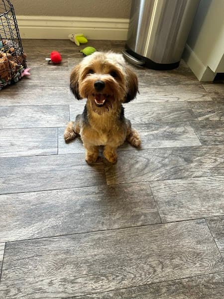 Lucky Dog Grooming & Day Care image 4