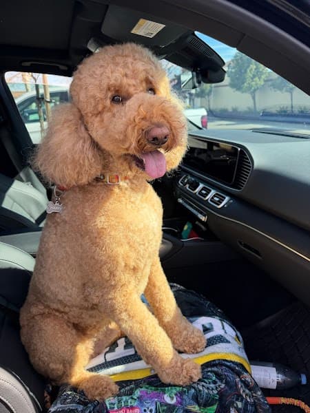 Lucky Dog Grooming & Day Care image 5