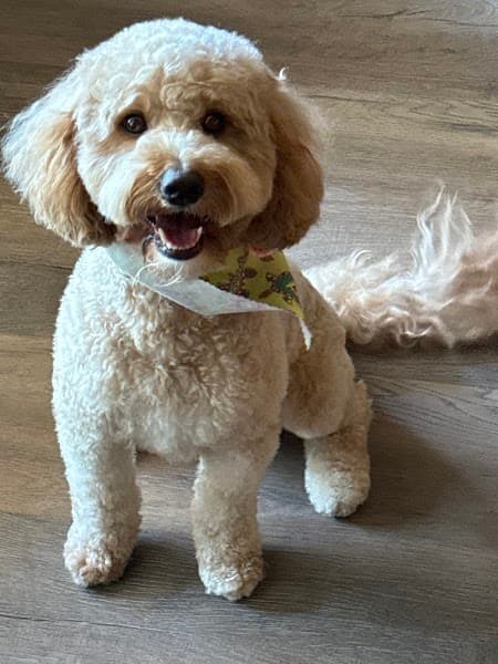 Good Dog Spa & Grooming Granite Bay image 2