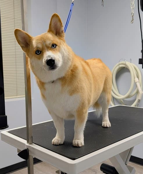 Good Dog Spa & Grooming Granite Bay image 3