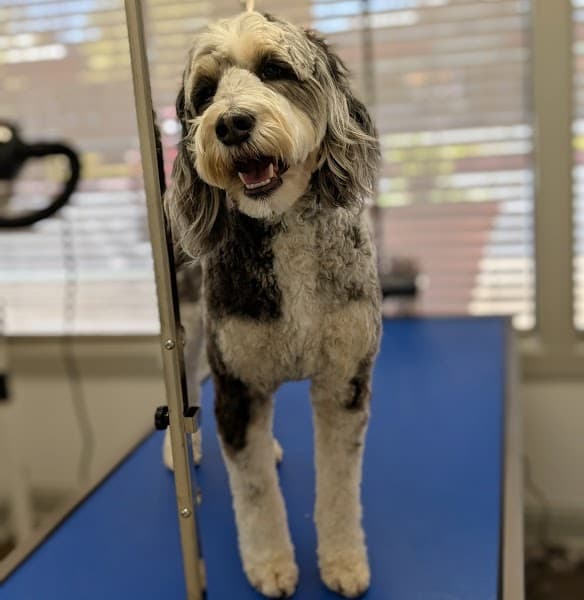 Good Dog Spa & Grooming Granite Bay image 4