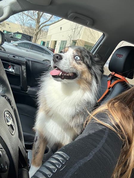 Good Dog Spa & Grooming Granite Bay image 5