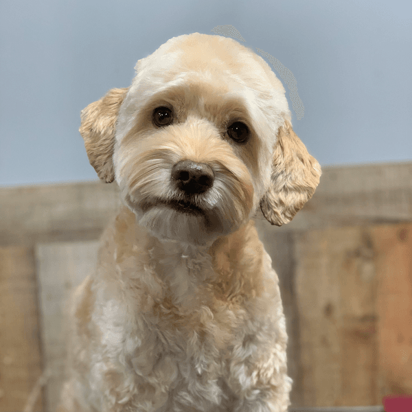 Tiny Tails Grooming Salon image 3