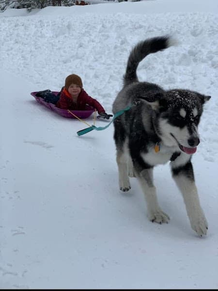 Top Notch Pet Grooming image 1