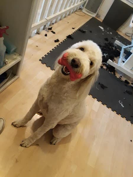 Top Notch Pet Grooming image 4