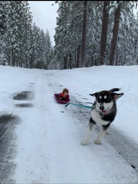 Top Notch Pet Grooming image 5