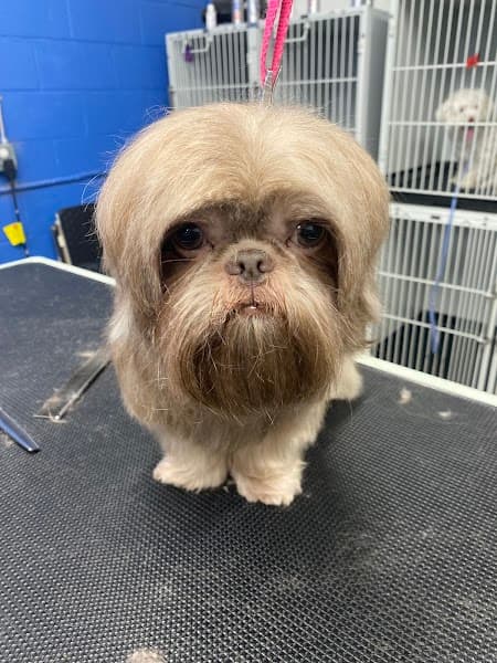 Fur-nando's Groom Room image 3