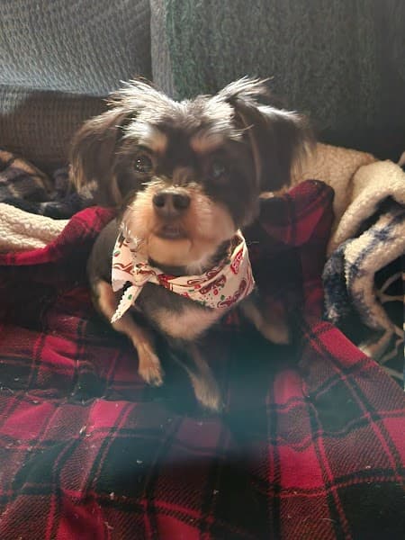 Fur-nando's Groom Room image 4