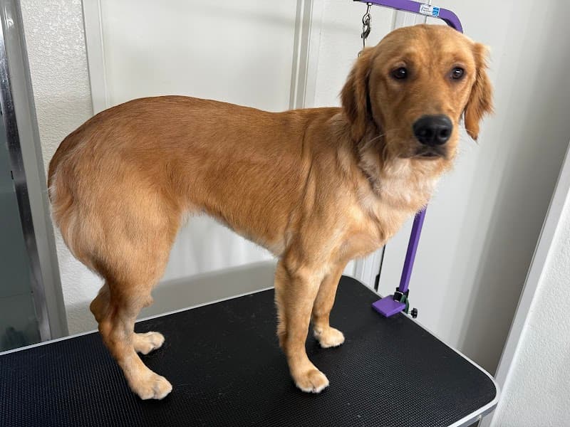 Buddy Love Grooming image 1