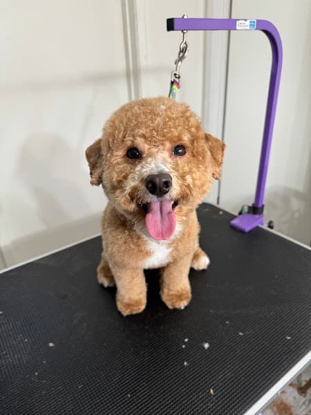 Buddy Love Grooming image 2