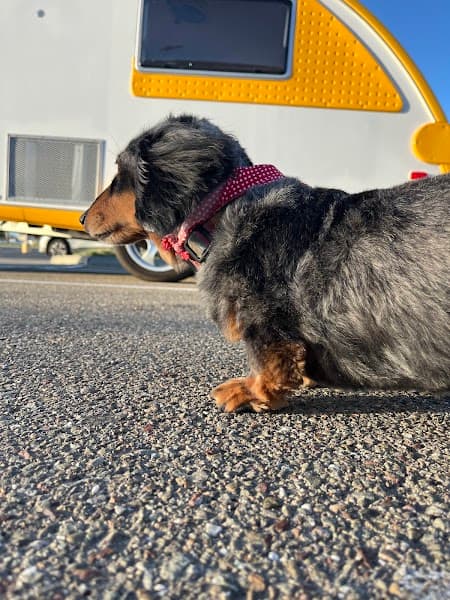 Buddy Love Grooming image 3