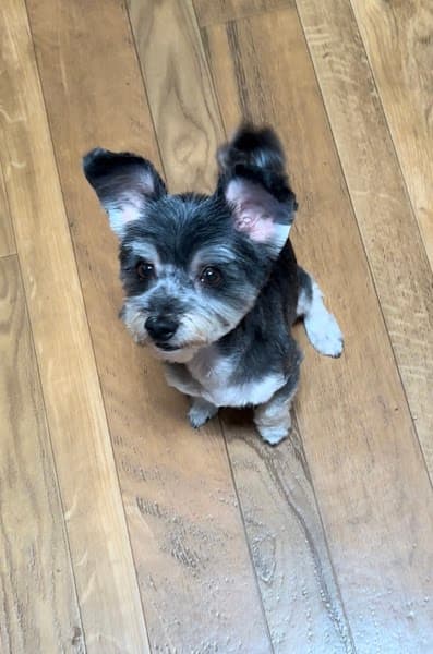 Buddy Love Grooming image 4