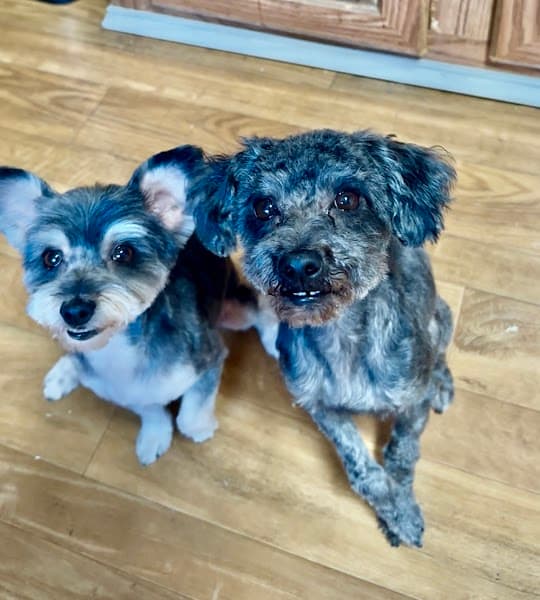 Buddy Love Grooming image 5