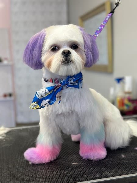 Bark Boutique - Pet Grooming in Sacramento image 2