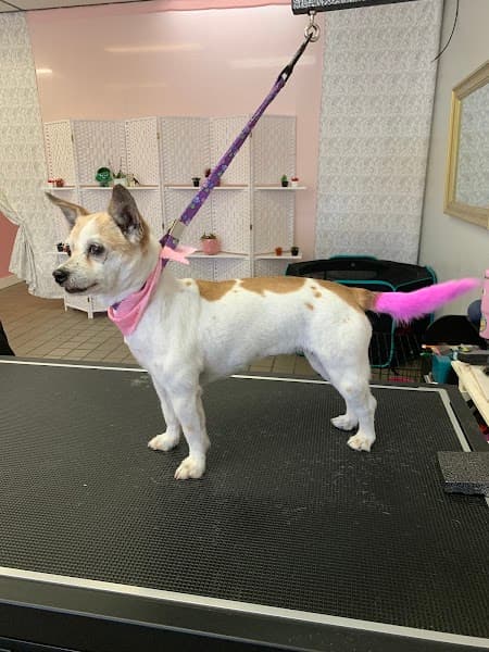 Bark Boutique - Pet Grooming in Sacramento image 3