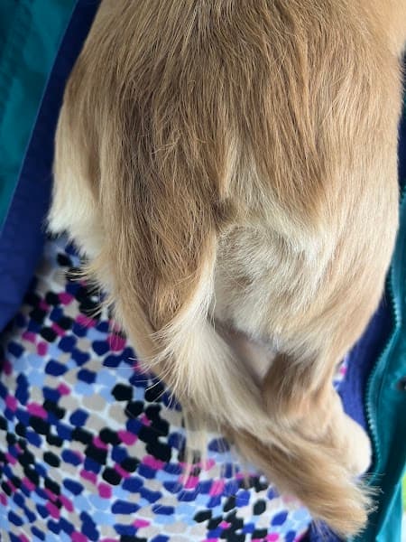 Bark Boutique - Pet Grooming in Sacramento image 5