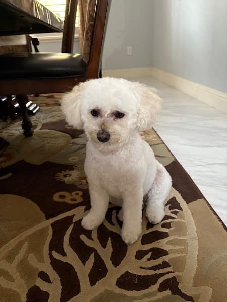 Posh Paws Grooming Salon Rocklin image 1