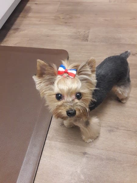 Posh Paws Grooming Salon Rocklin image 2