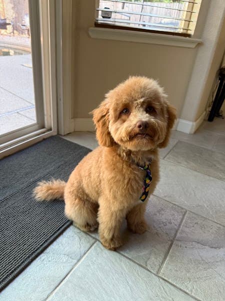 Posh Paws Grooming Salon Rocklin image 3