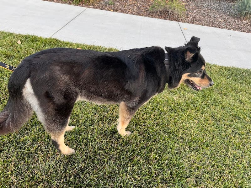 Posh Paws Grooming Salon Rocklin image 4