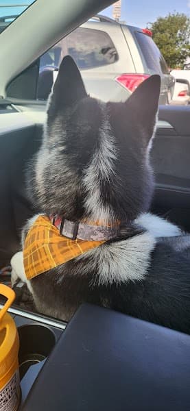 Posh Paws Grooming Salon Rocklin image 5