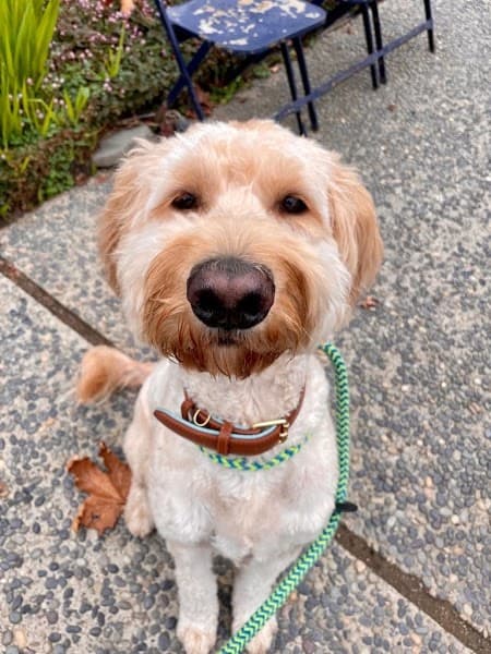 Allie's Paw Spa image 1