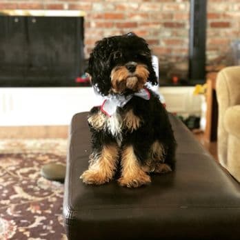 Allie's Paw Spa image 2