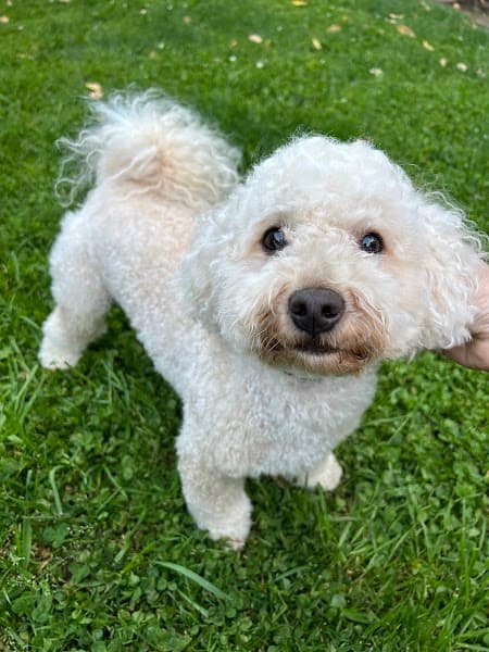 Allie's Paw Spa image 3