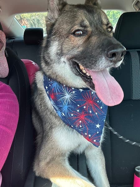 Allie's Paw Spa image 4