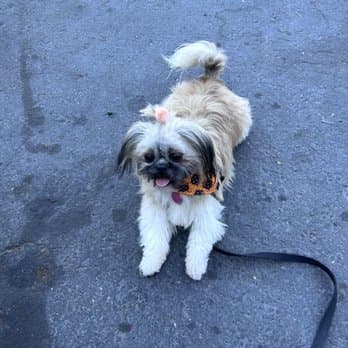 Allie's Paw Spa image 5